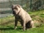 Halzo - Triola Cane Corso